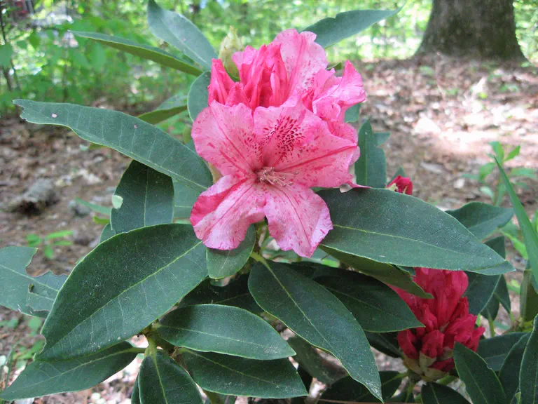 Photo of R. 'Kathy Van Veen', Rhododendron Hybrid