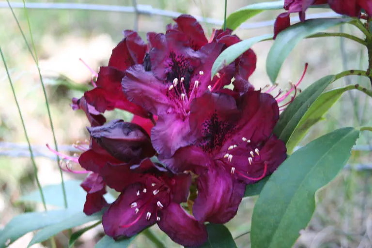 Photo of R. 'Marie Fortie', Rhododendron Hybrid