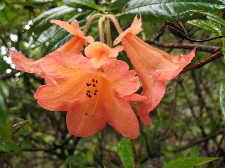 Photo of R. 'Fabia', Rhododendron Hybrid