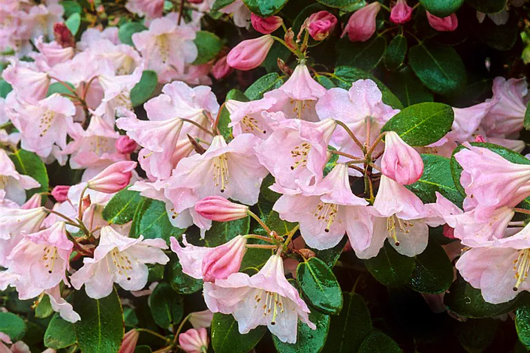 Photo of R. 'Kimberly', Rhododendron Hybrid