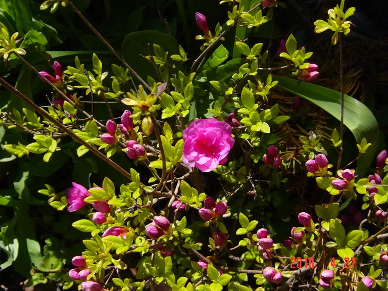 Photo of R. 'Kimberly's Double Pink', Rhododendron Hybrid