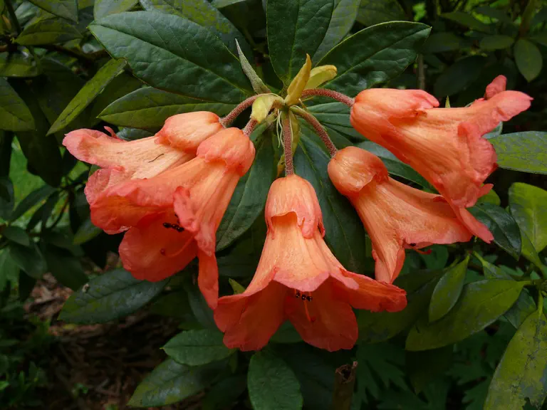 Photo of R. 'Fabia Tangerine', Rhododendron Hybrid