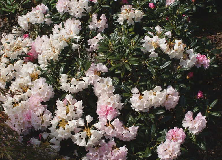 Photo of R. 'Kings Ride', Rhododendron Hybrid