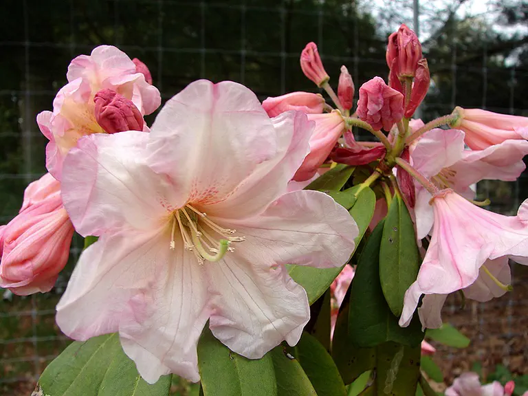Photo of R. vernicosum 'Kulu', Rhododendron Species Selection