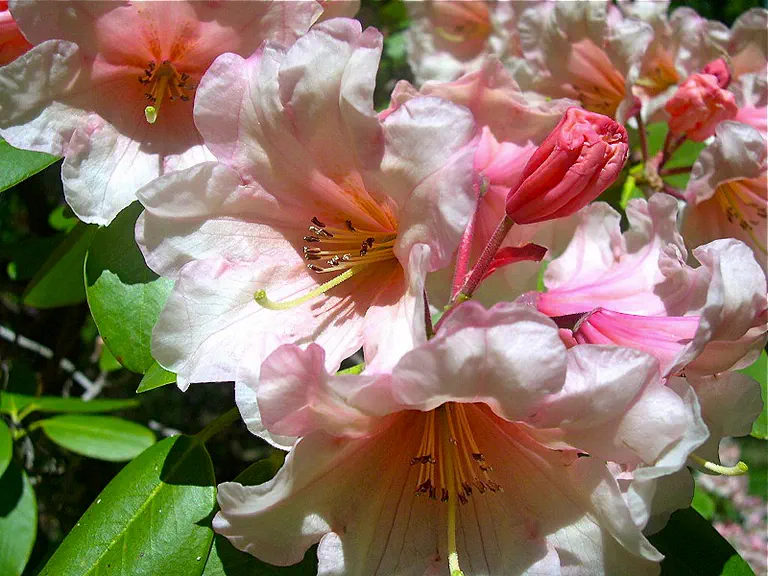 Photo of R. 'Gary Herbert', Rhododendron Hybrid