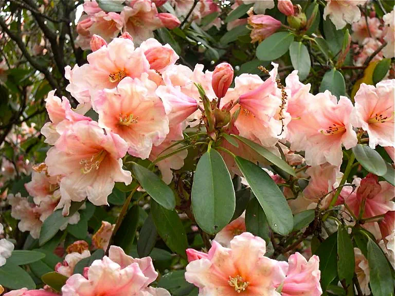 Photo of R. 'Mount Siga', Rhododendron Hybrid
