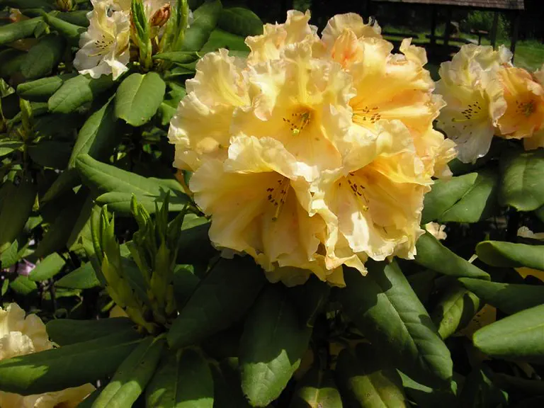 Photo of R. 'Pineapple Delight', Rhododendron Hybrid
