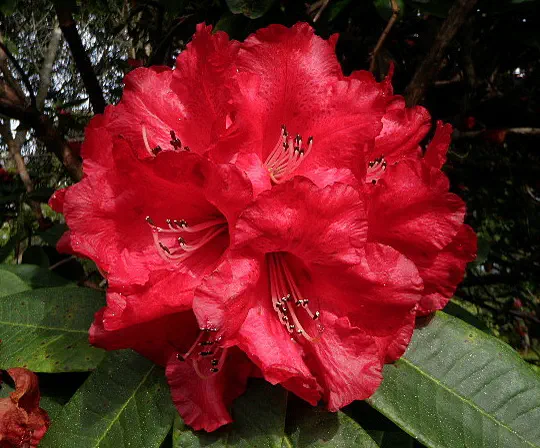 Photo of R. 'Cornubia', Rhododendron Hybrid