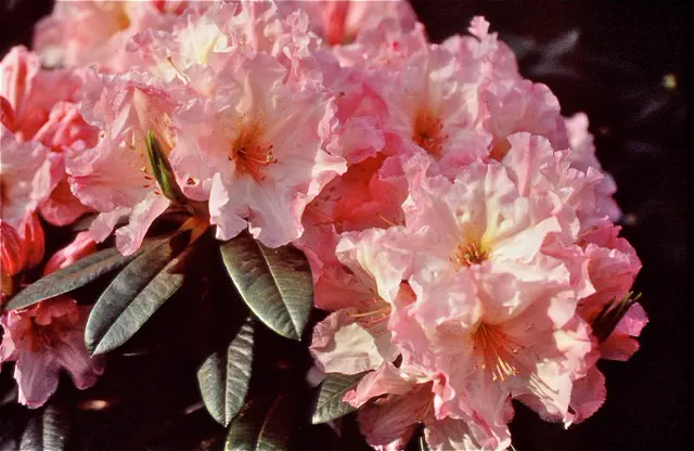 Photo of R. 'Melinda Hiatt', Rhododendron Hybrid