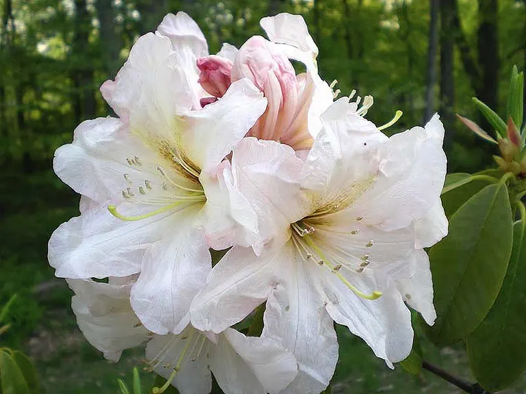 Photo of R. 'Dexter's Champagne', Rhododendron Hybrid