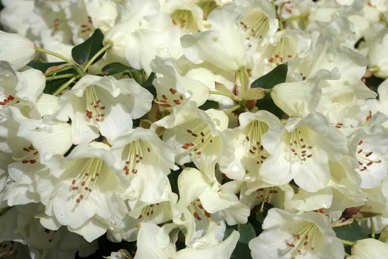Photo of R. 'Moonstone Group', Rhododendron Cultivar group