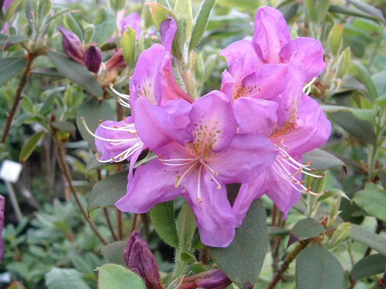 Photo of R. trichanthum 'Honey Wood', Rhododendron Species Selection