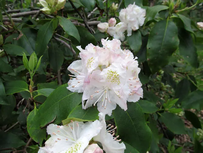 Photo of R. minus Carolinianum Group 'Epoch', Rhododendron Species Selection