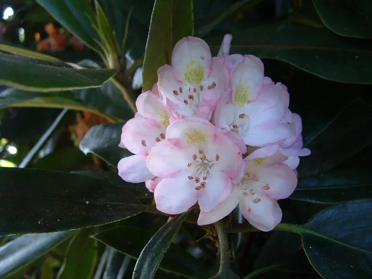 Photo of R. maximum 'Summertime', Rhododendron Species Selection
