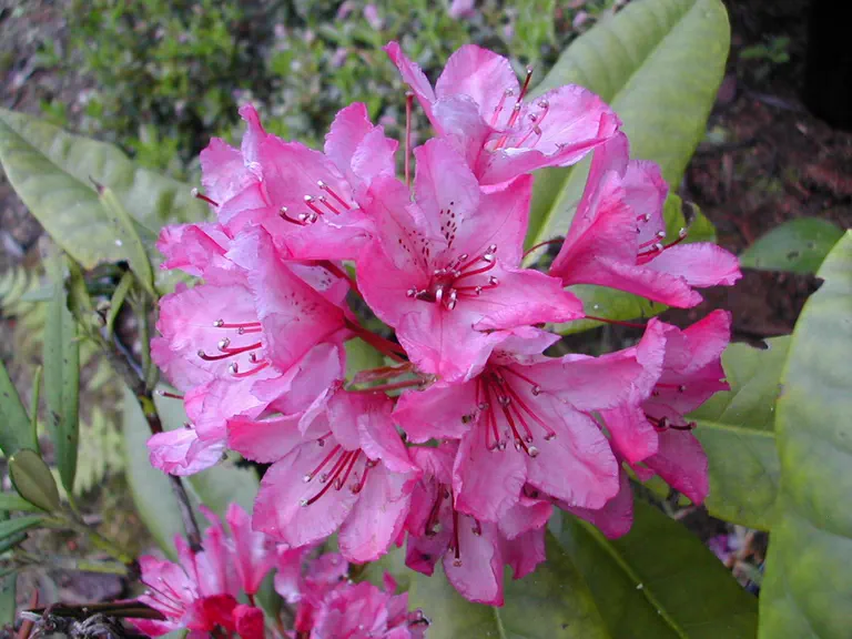 Photo of R. macrophyllum 'Seven Devils', Rhododendron Species Selection
