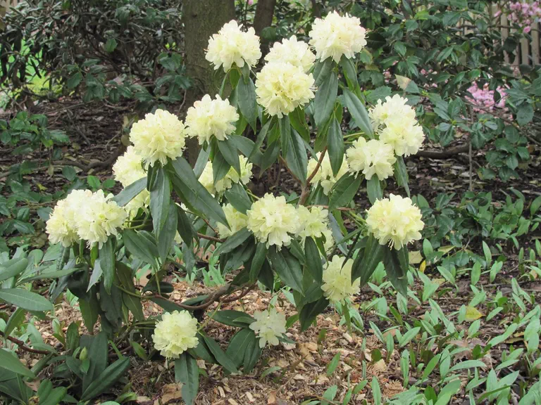 Photo of R. lutescens 'Jill', Rhododendron Species Selection