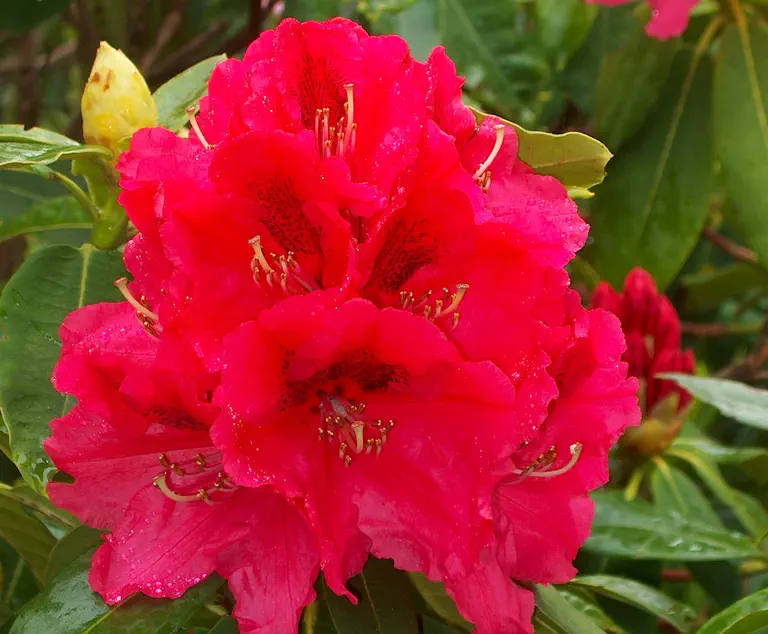 Photo of R. 'Kluis Sensation', Rhododendron Hybrid