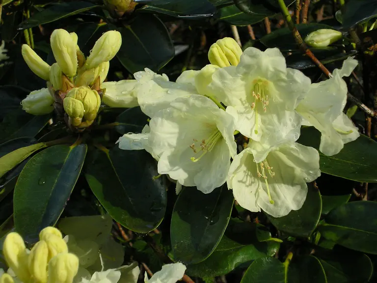 Photo of R. 'Honeymoon', Rhododendron Hybrid