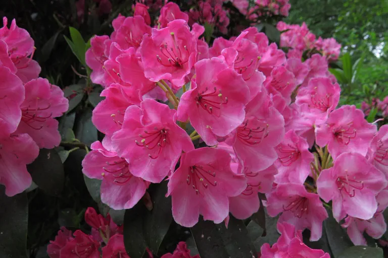 Photo of R. 'Corona', Rhododendron Hybrid