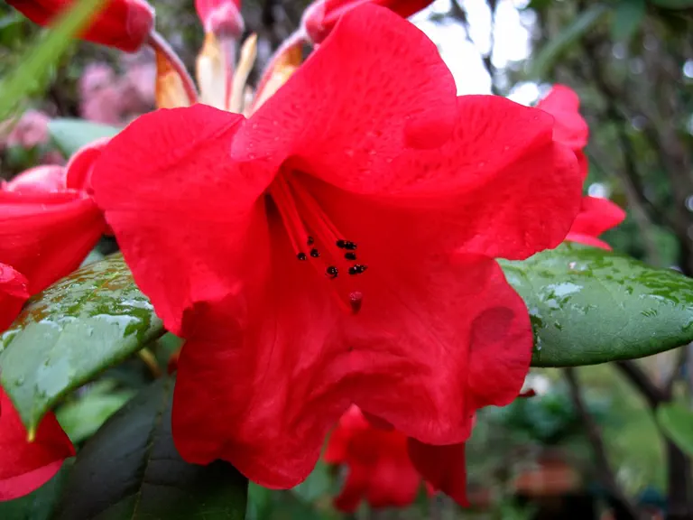 Photo of R. 'Thor', Rhododendron Hybrid