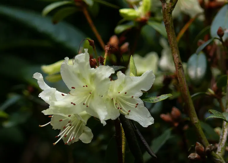 Photo of R. 'Tow Head', Rhododendron Hybrid