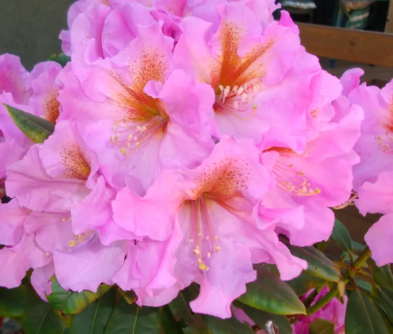 Photo of R. 'Ted’s Orchid Sunset', Rhododendron Hybrid