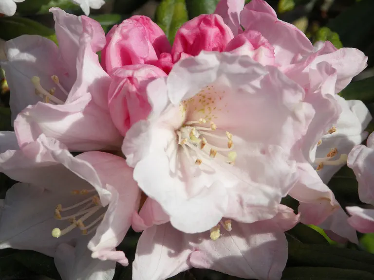 Photo of R. degronianum ssp yakushimanum 'Koichiro Wada', Rhododendron Species Selection