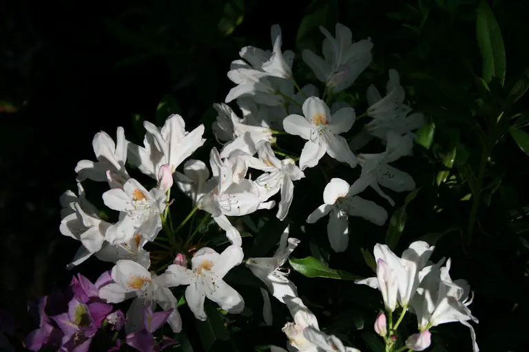Photo of R. 'Tondelaya', Rhododendron Hybrid
