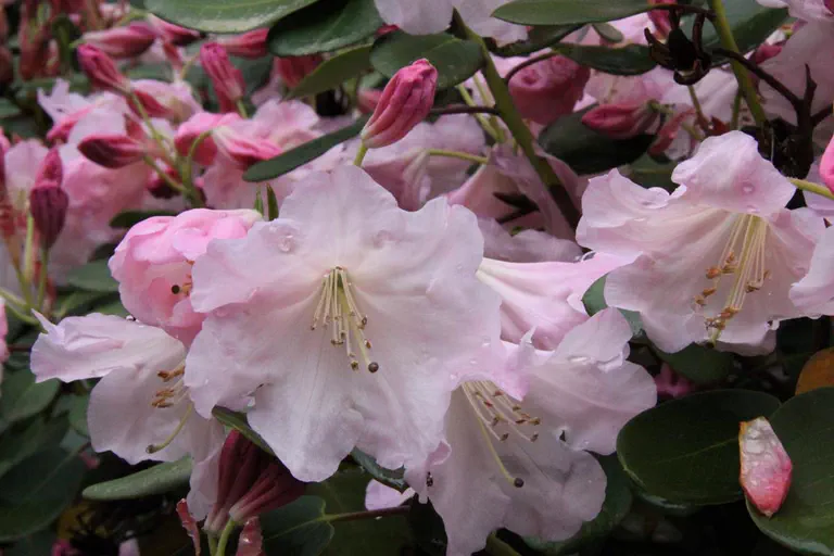 Photo of R. 'Mission Bells', Rhododendron Hybrid