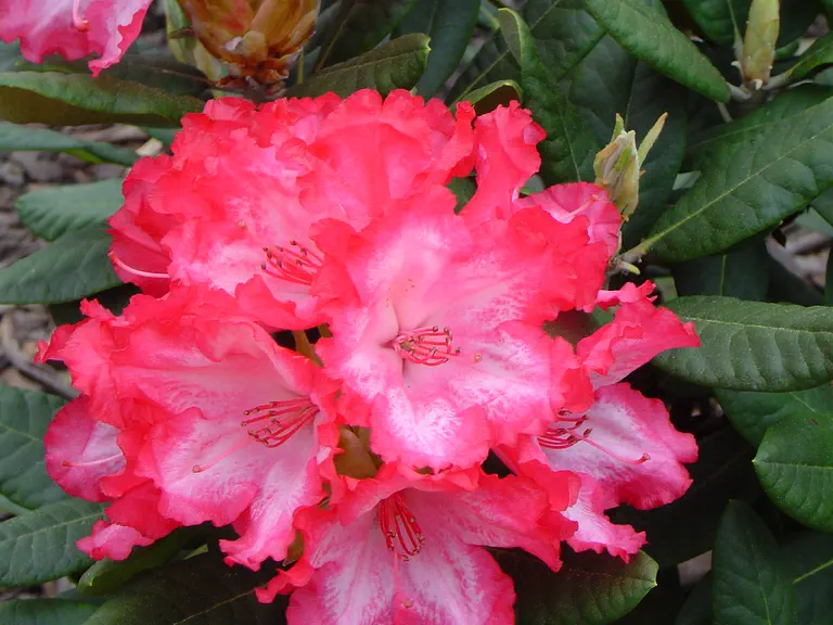 Photo of R. 'Kokette', Rhododendron Hybrid