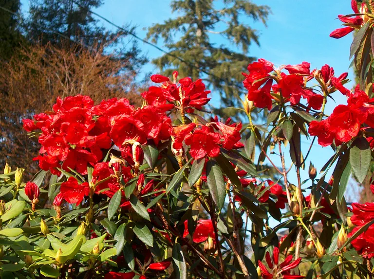 Photo of R. 'F.C. Puddle', Rhododendron Hybrid