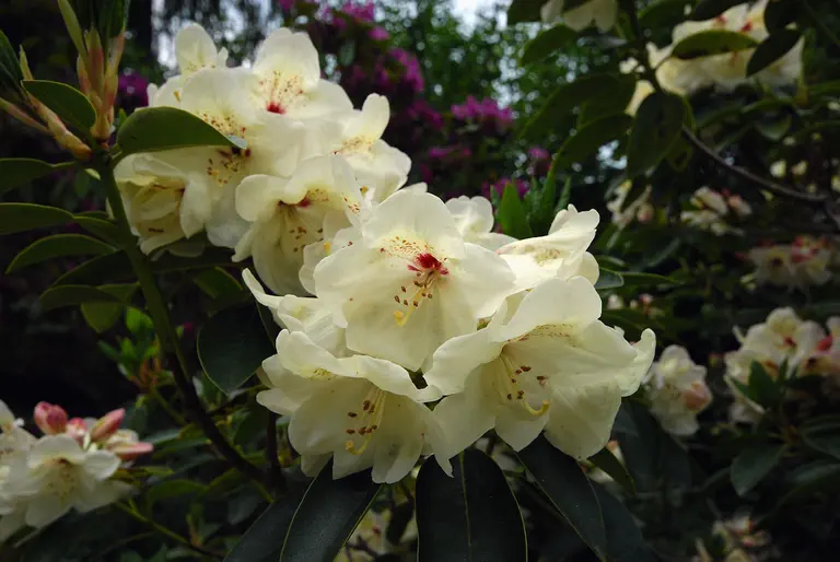 Photo of R. 'Kralingen', Rhododendron Hybrid