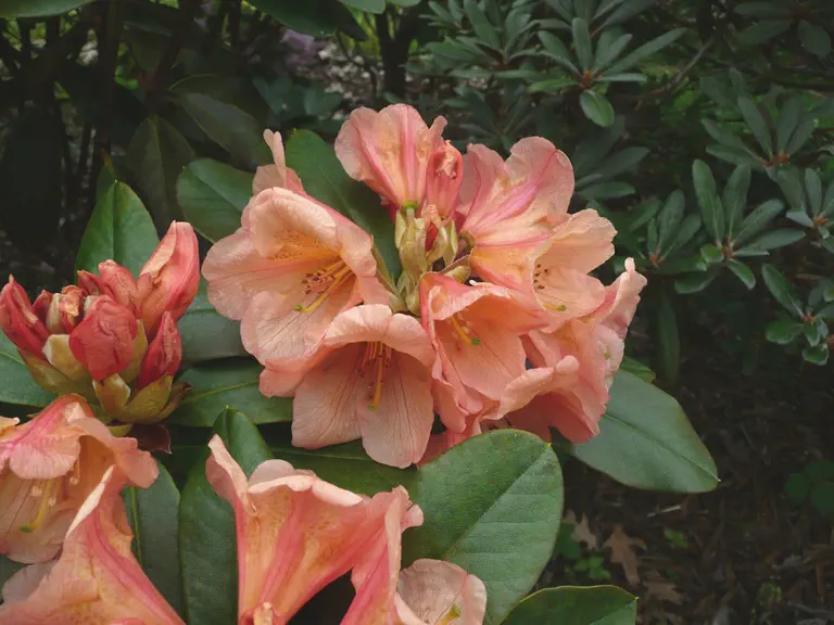 Photo of R. 'Kupferberg', Rhododendron Hybrid