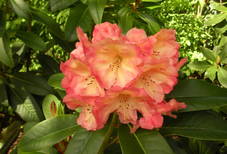 Photo of R. 'Pacific Sunset', Rhododendron Hybrid