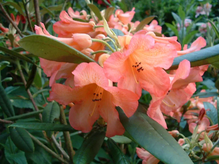 Photo of R. 'Roman Pottery', Rhododendron Hybrid