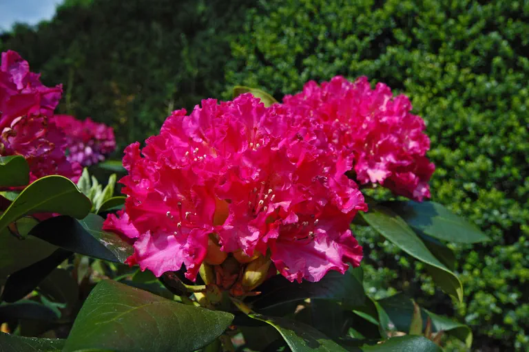 Photo of R. 'Palermo', Rhododendron Hybrid