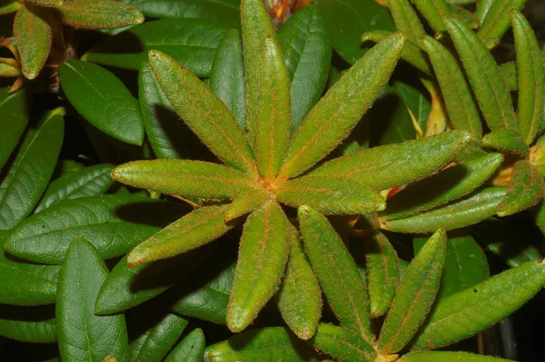 Photo of R. 'Proteo-pron', Rhododendron Hybrid