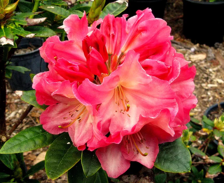 Photo of R. 'Dad's Indian Summer', Rhododendron Hybrid