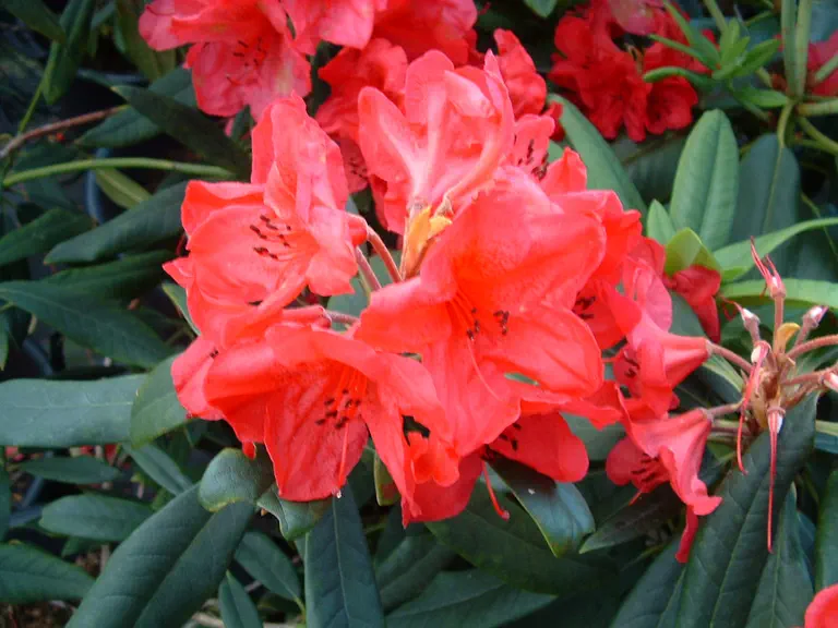 Photo of R. 'Damozel', Rhododendron Hybrid
