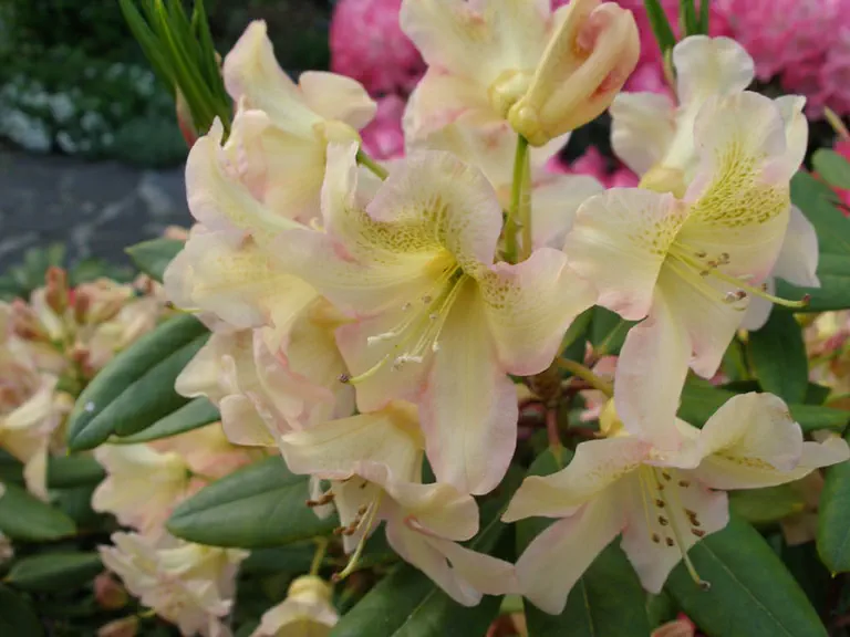 Photo of R. 'Dappled Dawn', Rhododendron Hybrid