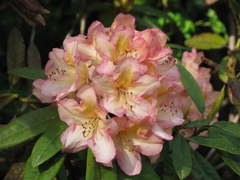 Photo of R. 'Wizard', Rhododendron Hybrid