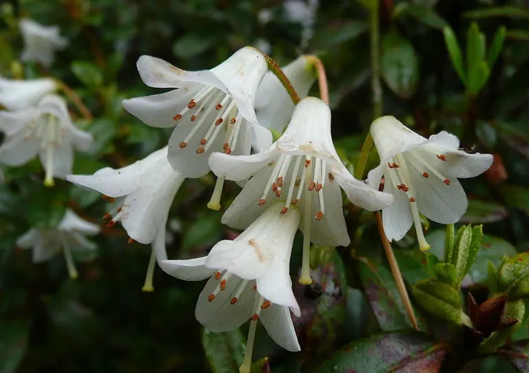 Photo of R. 'Kim', Rhododendron Hybrid