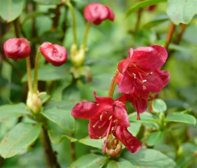 Photo of R. campylogynum 'Bodnant Red', Rhododendron Species Selection