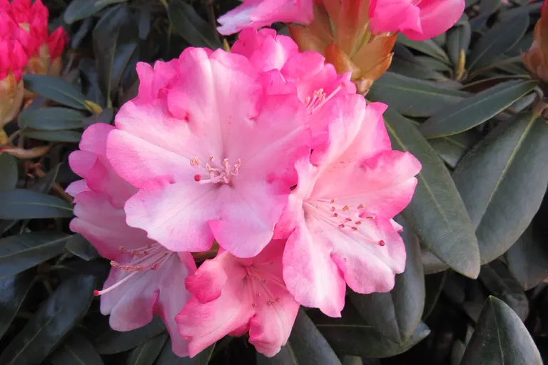 Photo of R. 'Papageno', Rhododendron Hybrid