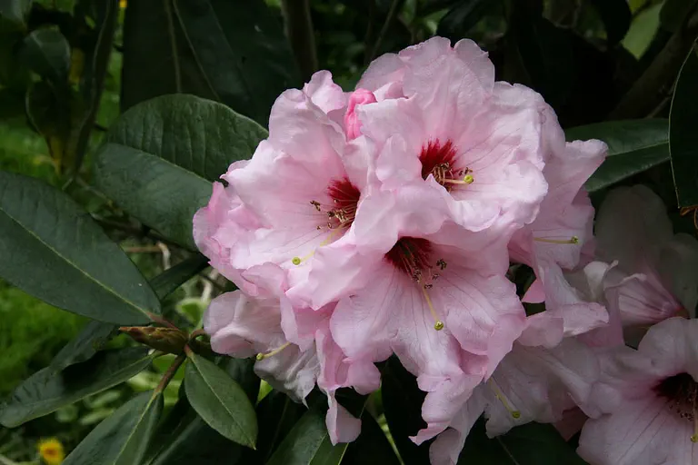 Photo of R. 'Perfectly Pink', Rhododendron Hybrid