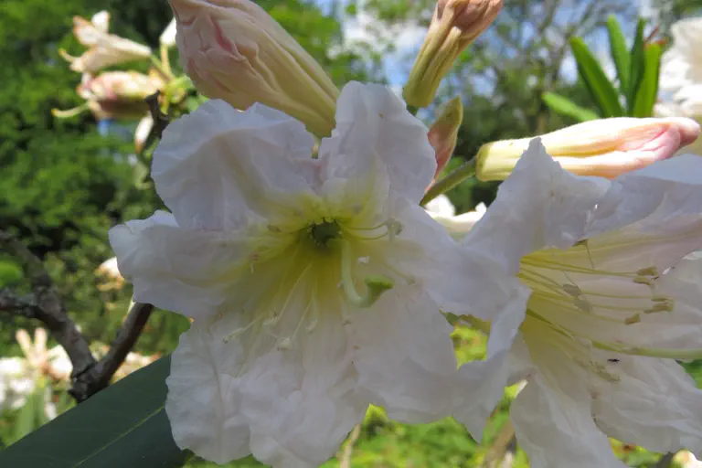 Photo of R. 'Polar Bear', Rhododendron Hybrid