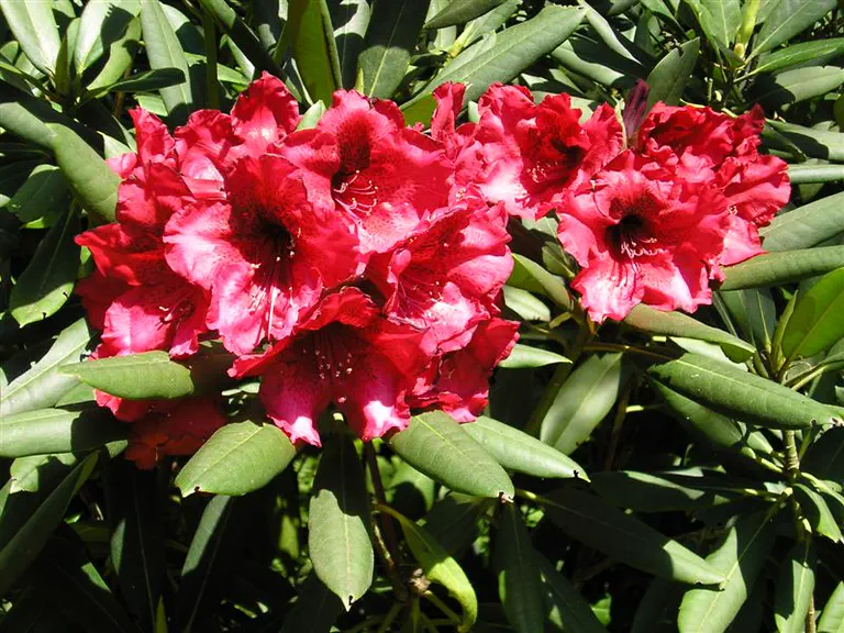 Photo of R. 'Kilimanjaro', Rhododendron Hybrid