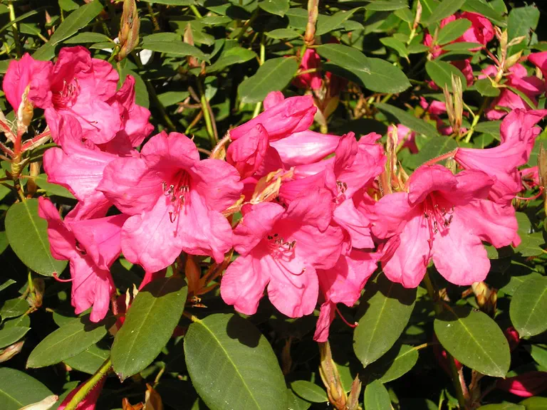Photo of R. 'Adrastia Group', Rhododendron Cultivar group