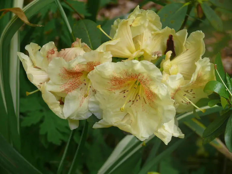 Photo of R. 'Papaya Punch', Rhododendron Hybrid