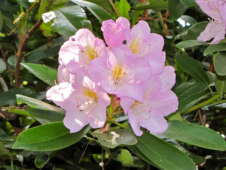 Photo of R. 'Caroline', Rhododendron Hybrid